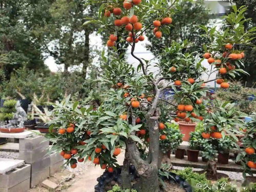 壽命長(zhǎng) 的10種花,寓意好,格調(diào)高,老人見了眉開眼笑